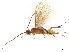  ( - BIOUG72336-B04)  @11 [ ] CreativeCommons - Attribution Share - Alike (2025) CBG Photography Group Centre for Biodiversity Genomics