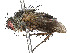  (Campylocheta Malaise3742 - BIOUG58692-A10)  @11 [ ] CreativeCommons - Attribution Share - Alike (2023) CBG Photography Group Centre for Biodiversity Genomics