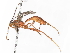  (Netelia Malaise7315 - BIOUG62720-B02)  @14 [ ] CreativeCommons - Attribution (2022) CBG Photography Group Centre for Biodiversity Genomics