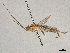  ( - BIOUG63928-A11)  @11 [ ] CreativeCommons - Attribution Share - Alike (2024) CBG Photography Group Centre for Biodiversity Genomics