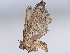  (Physula Malaise6228 - BIOUG63928-H04)  @11 [ ] CreativeCommons - Attribution (2022) CBG Photography Group Centre for Biodiversity Genomics