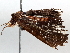  ( - BIOUG63998-F04)  @11 [ ] CreativeCommons - Attribution (2021) Centre for Biodiversity Genomics Centre for Biodiversity Genomics