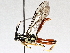  (Carinodes Malaise2050 - BIOUG64447-B03)  @11 [ ] CreativeCommons - Attribution (2021) Centre for Biodiversity Genomics Centre for Biodiversity Genomics