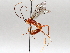  (Netelia Janzen2776 - BIOUG64450-D06)  @11 [ ] CreativeCommons - Attribution (2021) Centre for Biodiversity Genomics Centre for Biodiversity Genomics