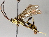  (ichneuMalaise01 Malaise5692 - BIOUG64450-D12)  @13 [ ] CreativeCommons - Attribution (2021) Centre for Biodiversity Genomics Centre for Biodiversity Genomics