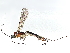  (Zaglyptomorpha - BIOUG70357-F09)  @15 [ ] CreativeCommons - Attribution (2035) CBG Photography Group Centre for Biodiversity Genomics