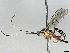  (cryptJanzen01 Malaise2800 - BIOUG70359-C01)  @11 [ ] CreativeCommons - Attribution (2044) CBG Photography Group Centre for Biodiversity Genomics