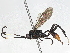  ( - BIOUG70359-D11)  @11 [ ] CreativeCommons - Attribution (2045) CBG Photography Group Centre for Biodiversity Genomics