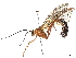  (Enicospilus Malaise3453 - BIOUG71219-A08)  @11 [ ] CreativeCommons - Attribution (2022) CBG Photography Group Centre for Biodiversity Genomics