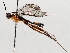  (ichMalaise01 Malaise2514 - BIOUG71236-G04)  @11 [ ] CreativeCommons - Attribution (2021) Centre for Biodiversity Genomics Centre for Biodiversity Genomics