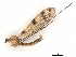  ( - BIOUG71238-A10)  @11 [ ] CreativeCommons - Attribution (2021) CBG Photography Group Centre for Biodiversity Genomics