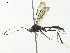  (Meniscomorpha Malaise0796 - BIOUG71240-A01)  @11 [ ] CreativeCommons - Attribution (2021) Centre for Biodiversity Genomics Centre for Biodiversity Genomics