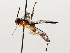  ( - BIOUG71240-G11)  @11 [ ] CreativeCommons - Attribution (2021) Centre for Biodiversity Genomics Centre for Biodiversity Genomics