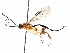  ( - BIOUG71242-A04)  @11 [ ] CreativeCommons - Attribution (2021) Centre for Biodiversity Genomics Centre for Biodiversity Genomics