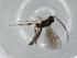  (Chilocyrtus Malaise8986 - BIOUG72501-H07)  @11 [ ] CreativeCommons - Attribution (2021) Centre for Biodiversity Genomics Centre for Biodiversity Genomics