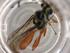  (Carinodes Malaise3782 - BIOUG72814-A04)  @11 [ ] CreativeCommons - Attribution (2021) Centre for Biodiversity Genomics Centre for Biodiversity Genomics