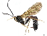  (unclassified Ichneumonidae - BIOUG58693-F03)  @15 [ ] CreativeCommons - Attribution (2022) CBG Photography Group Centre for Biodiversity Genomics