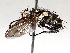  ( - BIOUG64452-E07)  @11 [ ] CreativeCommons - Attribution (2021) CBG Photography Group Centre for Biodiversity Genomics
