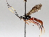  (ichneuMalaise01 Malaise2868 - BIOUG64452-F10)  @11 [ ] CreativeCommons - Attribution (2021) CBG Photography Group Centre for Biodiversity Genomics
