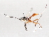  ( - BIOUG64452-G04)  @11 [ ] CreativeCommons - Attribution (2021) CBG Photography Group Centre for Biodiversity Genomics