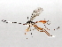  ( - BIOUG64452-G11)  @11 [ ] CreativeCommons - Attribution (2021) CBG Photography Group Centre for Biodiversity Genomics