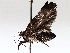  ( - BIOUG64453-B09)  @11 [ ] CreativeCommons - Attribution (2021) CBG Photography Group Centre for Biodiversity Genomics