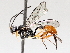 ( - BIOUG71243-D06)  @11 [ ] CreativeCommons - Attribution (2021) Centre for Biodiversity Genomics Centre for Biodiversity Genomics