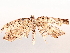  (Cyclophora Malaise9384 - BIOUG71246-H05)  @11 [ ] CreativeCommons - Attribution (2021) Centre for Biodiversity Genomics Centre for Biodiversity Genomics
