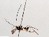  ( - BIOUG71248-F03)  @11 [ ] CreativeCommons - Attribution (2021) CBG Photography Group Centre for Biodiversity Genomics