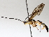  (ichneuMalaise01 Malaise1819 - BIOUG71247-C12)  @11 [ ] CreativeCommons - Attribution (2021) CBG Photography Group Centre for Biodiversity Genomics