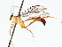  (Netelia Janzen3452 - BIOUG71249-A01)  @11 [ ] CreativeCommons - Attribution (2021) CBG Photography Group Centre for Biodiversity Genomics