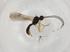  (Heterospilus Malaise1182 - BIOUG72419-G02)  @12 [ ] CreativeCommons - Attribution (2021) Centre for Biodiversity Genomics Centre for Biodiversity Genomics