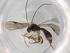  (Heterospilus Malaise3171 - BIOUG72748-H11)  @11 [ ] CreativeCommons - Attribution (2021) Centre for Biodiversity Genomics Centre for Biodiversity Genomics