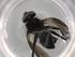  (Chaetonodexodes Malaise5993 - BIOUG72883-D01)  @11 [ ] CreativeCommons - Attribution (2021) Centre for Biodiversity Genomics Centre for Biodiversity Genomics