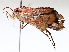  ( - BIOUG72904-B11)  @11 [ ] CreativeCommons - Attribution (2021) CBG Photography Group Centre for Biodiversity Genomics