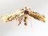  ( - BIOUG72904-C02)  @11 [ ] CreativeCommons - Attribution (2021) CBG Photography Group Centre for Biodiversity Genomics