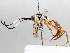  ( - BIOUG72905-G01)  @11 [ ] CreativeCommons - Attribution (2021) CBG Photography Group Centre for Biodiversity Genomics