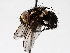  ( - BIOUG72906-A09)  @11 [ ] CreativeCommons - Attribution (2021) CBG Photography Group Centre for Biodiversity Genomics