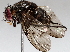  ( - BIOUG72906-C02)  @11 [ ] CreativeCommons - Attribution (2021) CBG Photography Group Centre for Biodiversity Genomics