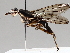  ( - BIOUG72906-D03)  @11 [ ] CreativeCommons - Attribution (2021) CBG Photography Group Centre for Biodiversity Genomics
