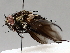  (Lixophaga Wood1047 - BIOUG72906-D08)  @13 [ ] CreativeCommons - Attribution (2021) CBG Photography Group Centre for Biodiversity Genomics