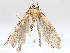  (Hypena Malaise9166 - BIOUG72917-B07)  @11 [ ] CreativeCommons - Attribution (2021) CBG Photography Group Centre for Biodiversity Genomics