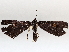  ( - BIOUG72917-C03)  @11 [ ] CreativeCommons - Attribution (2021) CBG Photography Group Centre for Biodiversity Genomics
