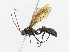  ( - CBG-A06258-C01)  @11 [ ] CreativeCommons - Attribution Share-Alike (2023) CBG Photography Group Centre for Biodiversity Genomics