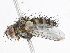  (Calolydella Malaise4998 - CBG-A06259-D05)  @11 [ ] CreativeCommons - Attribution Share-Alike (2023) CBG Photography Group Centre for Biodiversity Genomics
