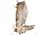  ( - CBG-A06259-H02)  @11 [ ] CreativeCommons - Attribution Share-Alike (2023) CBG Photography Group Centre for Biodiversity Genomics
