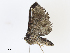  ( - CBG-A06260-B11)  @11 [ ] CreativeCommons - Attribution Share - Alike (2023) CBG Photography Group Centre for Biodiversity Genomics