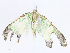  ( - CBG-A06260-C04)  @11 [ ] CreativeCommons - Attribution Share - Alike (2023) CBG Photography Group Centre for Biodiversity Genomics