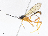 (Polycyrtus rebecaeDHJ01 - CBG-A06271-G03)  @11 [ ] CreativeCommons - Attribution Share - Alike (2023) CBG Photography Group Centre for Biodiversity Genomics