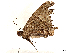  ( - CBG-A06272-A01)  @11 [ ] CreativeCommons - Attribution Share - Alike (2023) CBG Photography Group Centre for Biodiversity Genomics
